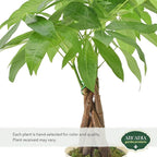 Live Braided Money Tree Pachira Aquatica Indoor Houseplant in Arcadia Garden Product's Branded Plastic Pot, Tropical Plant Collector Gift for Home and Garden Decor, 4-in, Beige