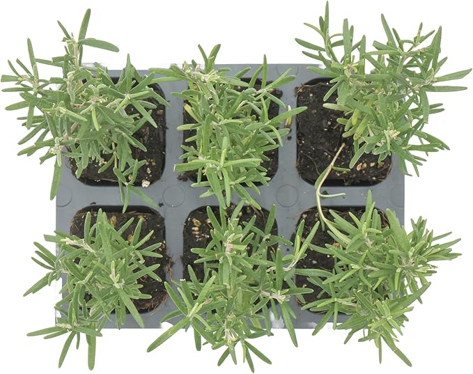 6 Tuscan Blue Rosemary, Live Plants – Rosmarinus Officinalis – Hardy & Fragrant Herb in 2.5” Nursery Pots – Grows Up to 5 Ft, Easy to Maintain, Great for Cooking, Landscaping & Aromatherapy
