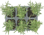 6 Tuscan Blue Rosemary, Live Plants – Rosmarinus Officinalis – Hardy & Fragrant Herb in 2.5” Nursery Pots – Grows Up to 5 Ft, Easy to Maintain, Great for Cooking, Landscaping & Aromatherapy
