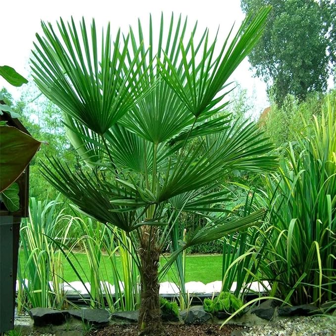 Seeds California Fan Palm Washingtonia Nicanora Rare Indoor Perennial Tree