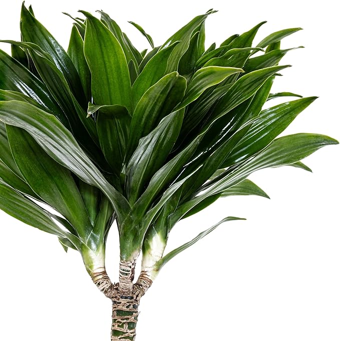 Dracaena Janet Craig Compacta Live Plant Low Light Tropical Indoor Tree Easy Care Air Purifier Plant for Office and Home Decor (Plant Pot, Large (38-48 inches Tall), Dracaena Janet Craig Compacta)