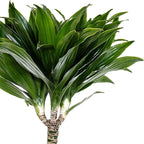 Dracaena Janet Craig Compacta Live Plant Low Light Tropical Indoor Tree Easy Care Air Purifier Plant for Office and Home Decor (Plant Pot, Large (38-48 inches Tall), Dracaena Janet Craig Compacta)