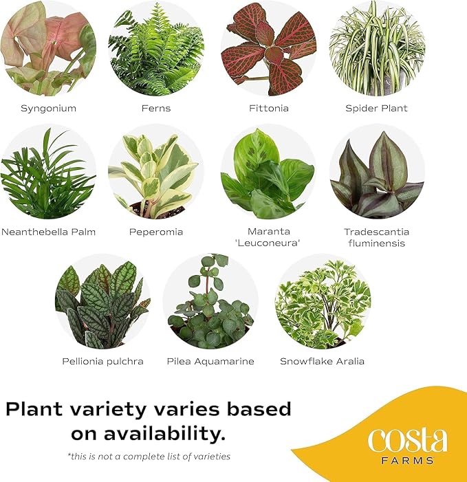 Costa Farms Live Indoor House Plants (4-Pack), Hand Selected Easy to Maintain Indoor Assorted Houseplants, Curated Air Purifying Mix, Low Light, Home Office Decor Plant Gift