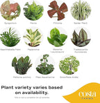 Costa Farms Live Mini Indoor Plants in Plastic Pots, Easy to Maintain, Air Purifying Houseplants, Home, Room, or Office Decor, House Warming or Birthday Gift, 4-6 Inches Tall, Pack of 6