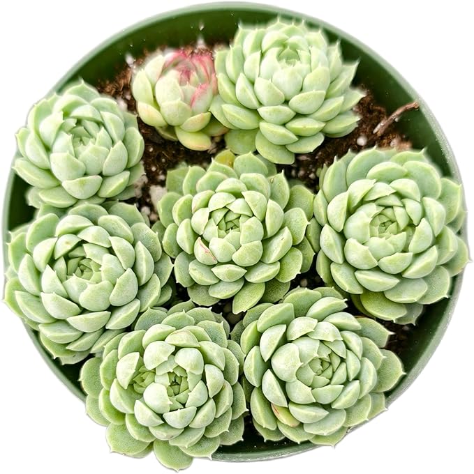 Sprout N Green Echeveria Hailstones, Live Succulent Plant Fully Rooted in 4" Pot, House Plant for Indoor Outdoor Home Office Wedding Decoration DIY Project Party Favor, Pet Friendly, Easy to Care