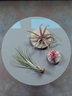 Rainforest Grown 10 Pack Assorted Air Plants - Live Tillandsia - Easy Care House Plants -