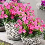 CITYES 4 Pcs Artificial Flowers Outdoor Impatiens UV Resistant Silk Impatiens Flowers Rose Red Faux Flowers Impatiens Bushes Artificial Impatiens for Pot Patio Lawn Garden Hanging Basket Porch Decor