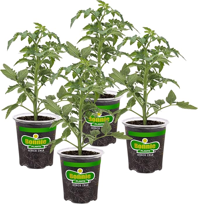Bonnie Plants Big Beef Tomato 19.3 oz. 4-pack