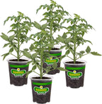 Bonnie Plants Red Beefsteak Tomato 19.3 oz. 4-pack