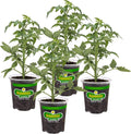 Bonnie Plants German Queen Tomato 19.3 oz. 4-pack