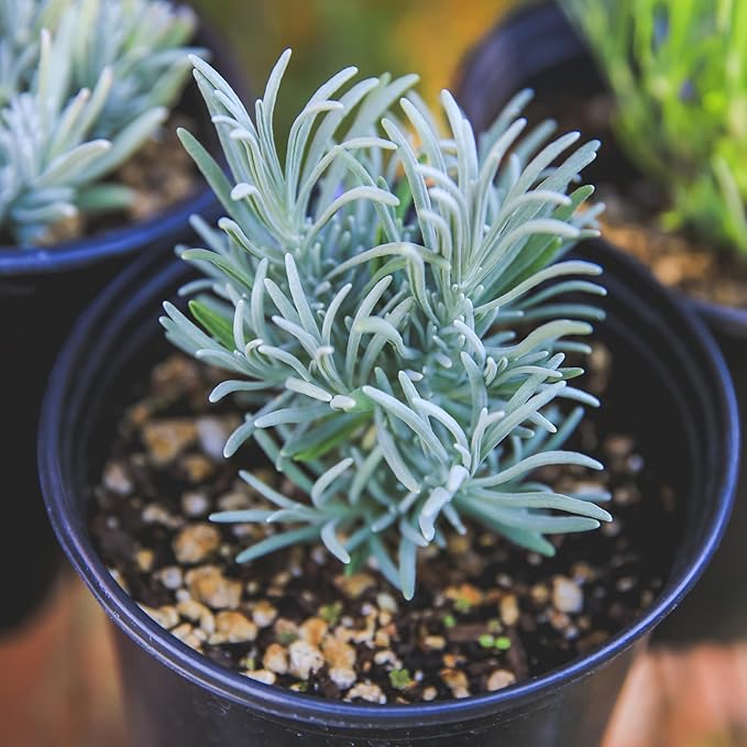 Victoria's Lavender Tumalo Lavender French Lavandin Lavender Plant, Live Edible Plants, Organically Grown, Non-GMO, Aromatic Perennial Herbs