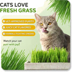 Todd's Seeds Cat Grass Seeds (1 Lb Bulk) | Premium Wheatgrass for Indoor Cats | Fast Growing Pet Grass in 5 Days | Non-GMO, Chemical Free, Hairball & Digestive Aid