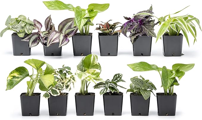Altman Plants and Easy to Grow Live Indoor Houseplants Bundle (18 Plants)
