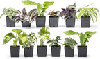 Altman Plants and Easy to Grow Live Indoor Houseplants Bundle (18 Plants)