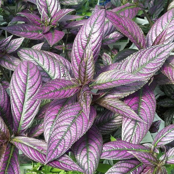 Persian Shield Live Plants | Pack of 2 (Two) | 5-9 Inch Strobilanthes Dyerianus | Royal Purple | Iridescent Metallic Foliage for Shade Garden or Indoor Houseplant