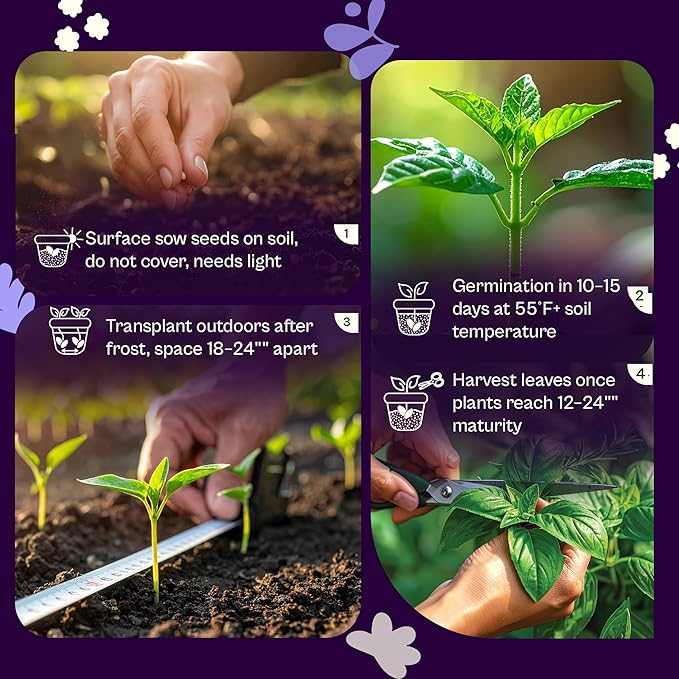 SVI 2500 Peppermint Seeds (Mentha piperita) - Aromatic Perennial Herb, Peppermint for Tea, Culinary Use - Non GMO & Herb Seeds for Outdoor & Indoor Garden, Containers
