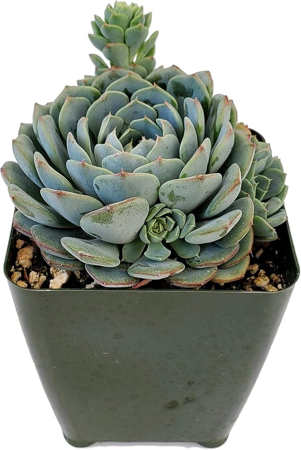Fat Plants San Diego Live Echeveria Hybrid Succulent Plant (4 inch, Minima)