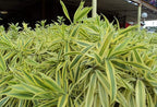 Song of India Plant - 5 Live Plants in 6 Inch Pots - Dracaena Reflexa - Beautiful Easy to Grow Air Purifying Indoor Plant