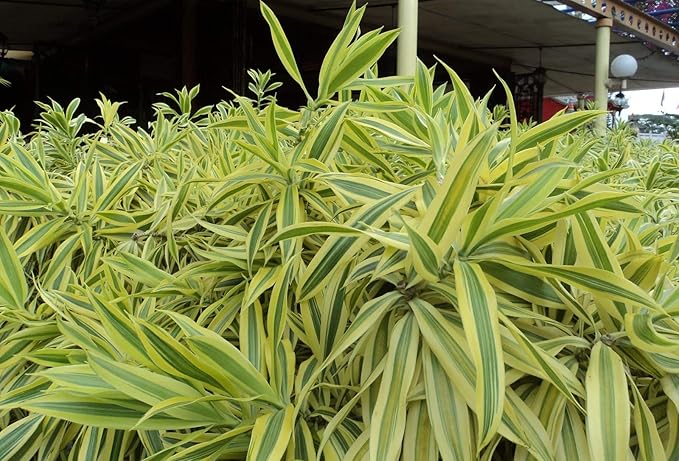 Song of India Plant - 5 Live Plants in 6 Inch Pots - Dracaena Reflexa - Beautiful Easy to Grow Air Purifying Indoor Plant
