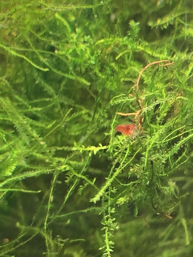 Marcus Fish Tanks Java Moss Freshwater Aquarium Plants Java Moss Live Plant for Aquarium
