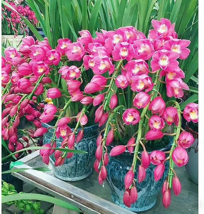 Cymbidium Flower Seeds for Planting Orchid, 100+ Mixed Color Cymbidium Seed, Perennial Plants, Non-GMO Heirloom Orchid Flowers Seeds for Home Decoration Garden Outdoor