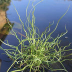 Chalily Corkscrew Rush, a Great Live Pond Plant for Your Water Garden. Filters The koi and Goldfish Pond. Good for Bogs, Plant Shelf or Shallow Water This marginal Aquatic is a Real Beauty