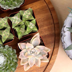 Live Succulents Plant Pack (6-Pack), Real Succulent Plants & Mini Plants for Beginners, Live House Plants, Mini Succulents, Outdoor & Indoor Plants, Live Plants in 2" Grower Pots by Plants for Pets