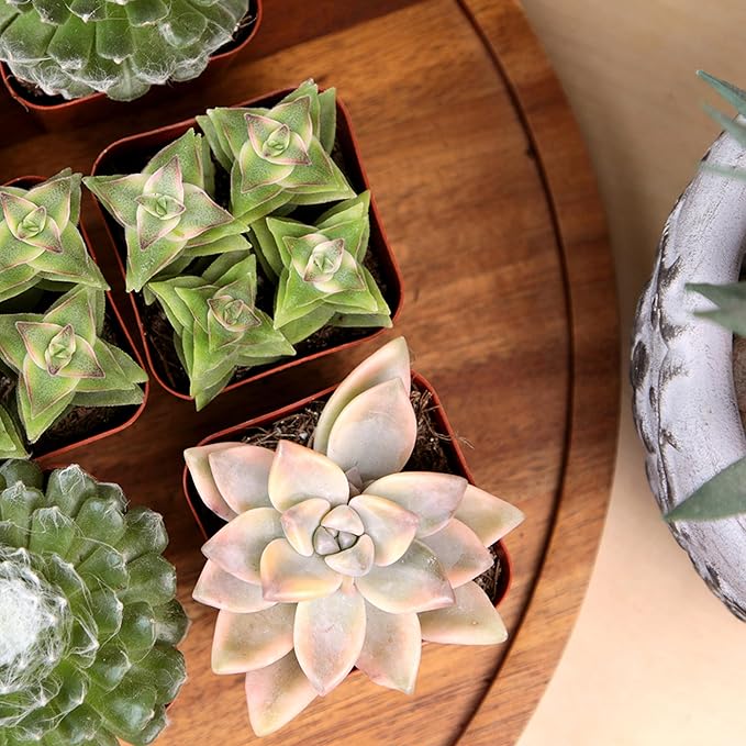 Succulents Plants Live (6PK) Potted Succulent Plants Live House Plants, Cactus Plants Live Plants Indoor Plants Live Houseplants, Indoor Plant Succulents Live Plant House Plant by Plants for Pets