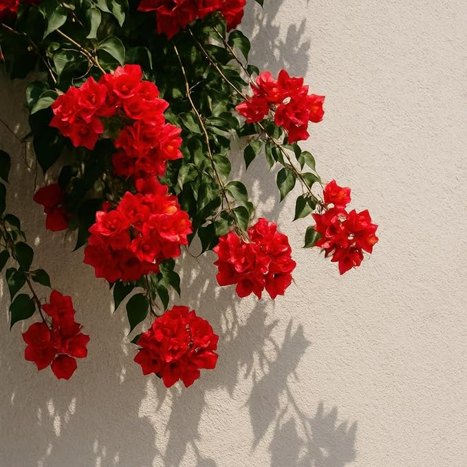 2 Bougainvillea Live Plants, Tropical Bougainvillea Flowering Vine, Fast Growing Outdoor and Container Plant, 4-8'' Tall (Doubel Red Blooms)