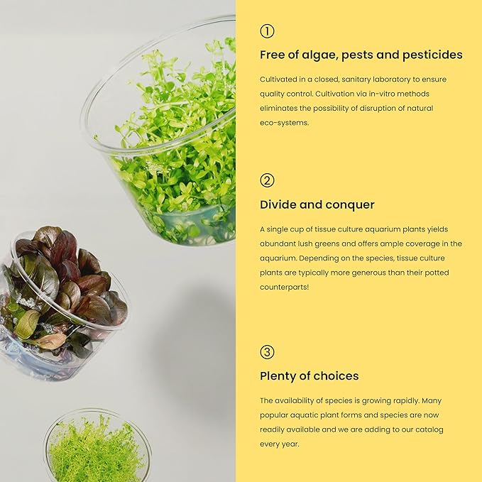 Ultum Nature Systems Rotala H'ra Tissue Culture Live Plant for Aquarium, Freshwater Fish Tank, Aquascaping - 100% Snail Free in Vitro
