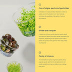 UNS Snail Free TC Hygrophila pinnatifida (Hygrophila pinnatifida) - High Light, Green with Reddish Accent, Midground to Background Placement - Stem Growth - Tissue Culture - 1 Pack