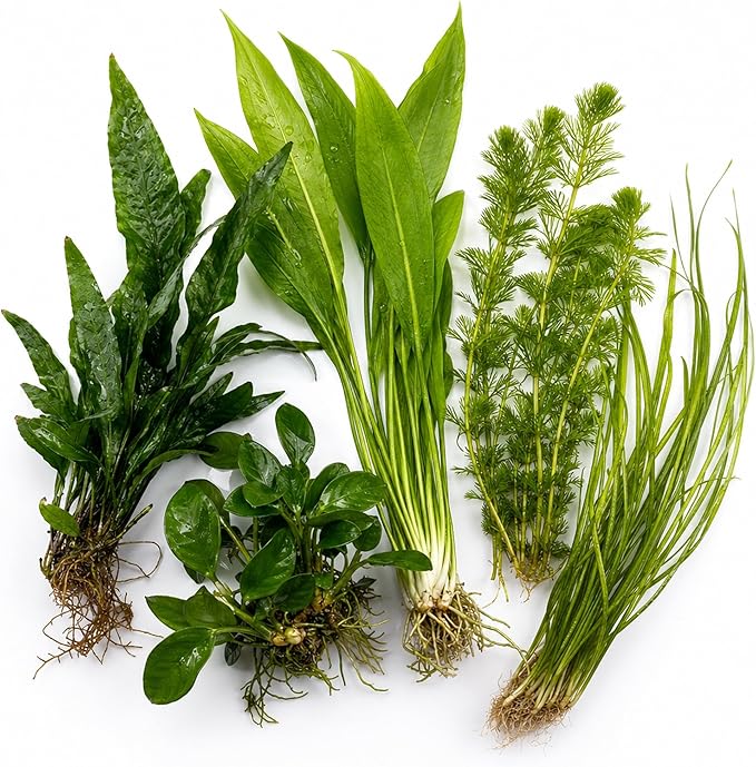 Assorted Mixed Plant Bundle - Live Aquarium Plant - Freshwater - Low | Medium | High Light