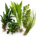 Assorted Mixed Plant Bundle - Live Aquarium Plant - Freshwater - Low | Medium | High Light
