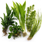 Assorted Mixed Plant Bundle - Live Aquarium Plant - Freshwater - Low | Medium | High Light