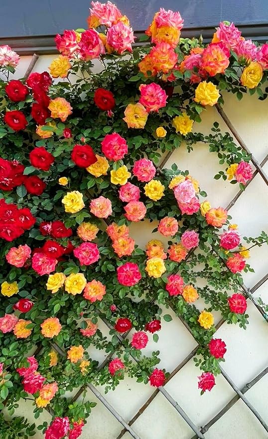 100+ Mix Climbing Rose Seeds for Planting Outdoors