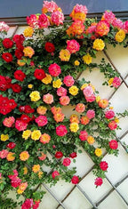 100+ Mix Climbing Rose Seeds for Planting Outdoors