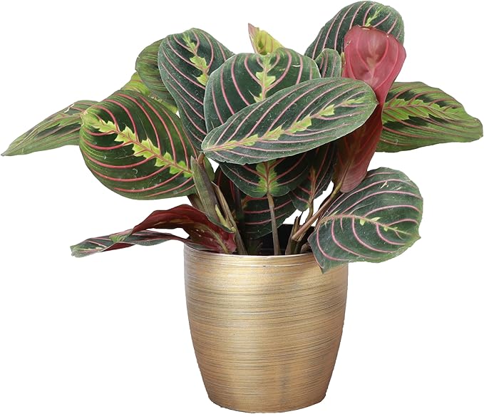 Thorsen's Greenhouse Red Prayer Plant, Live Indoor Plant, Pet Friendly, Popular Houseplant, Red Maranta, Easy to Grow, 4" Diameter Pot (Gold)