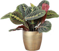 Thorsen's Greenhouse Red Prayer Plant, Live Indoor Plant, Pet Friendly, Popular Houseplant, Red Maranta, Easy to Grow, 4" Diameter Pot (Gold)