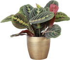 Thorsen's Greenhouse Red Prayer Plant, Live Indoor Plant, Pet Friendly, Popular Houseplant, Red Maranta, Easy to Grow, 4" Diameter Pot (Gold)