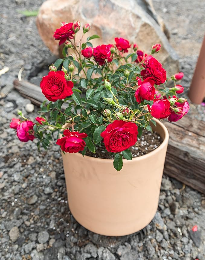 Fresh Roses for Delivery Prime, Red Roses Live Rose Bush Plants, Indoor Rose Plant Lover Gifts, Fresh Flowers for Delivery Prime, Potted Rose Plant Live Plants, Outdoor Plants Live by Plants for Pets