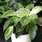 Variegated Philodendron Birkin Houseplant, Powerful Air Purifying Plant, Easy to Grow, Upright Philodendrons, Popular Live Indoor Plants, 6 in. Grower Pot, Unique Houseplants for Beginners