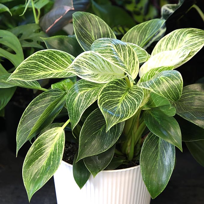 Variegated Philodendron Birkin House Plant Gift & Decor, Powerful Air Purifying Plant, Easy to Grow, Upright Philodendrons, Popular Live Indoor Plants, Includes 6" White Décor Pot, Unique Houseplants