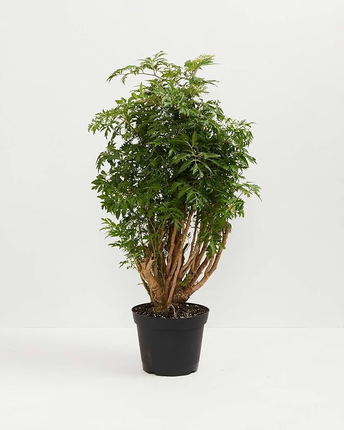 Ming Aralia Tree Plant 6" Grower Pot by JMBamboo