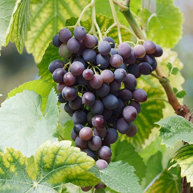 Garden State Bulb Concord Seedless Grape, Bare Root, Non-GMO, Spring Planting (Bag of 2)