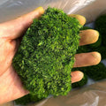 prefleur Preserved Pole Moss Pillow Bun Cushion Natural Decorative Real Natural Green DIY Kit Gardenning Art Wall Decor Florist Decor Easter Table Decor Wedding(1.5 sq.ft, Green-F)