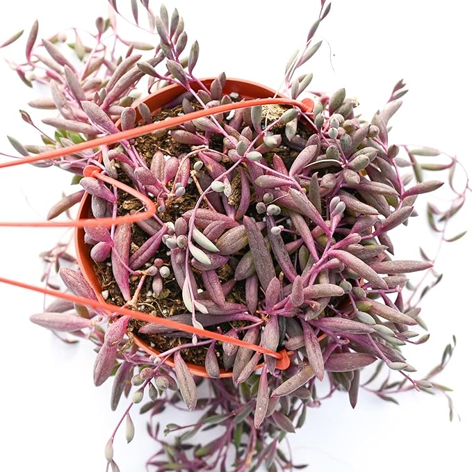 Live Hanging Succulent Plants – Vining Succulent Collection- Fully Rooted Large 6-Inch Hanging Succulent (String of Pearls) (Ruby's Necklace)