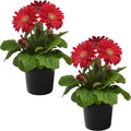 Live Flowering Gerbera Daisies - Shades of Pink (2 Plants Per Pack) - Beautiful Spring Flowers - 12" Tall by 5" Wide in 1 Qt Pot