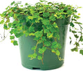 Live Plant String of Frogs 4" - Live Trailing Succulent Fully Rooted in Pot with Soil Mix - Rare House Plant for Home Office Wedding Hanging Decoration, DIY Projects, Party Favor(Heat Pack Included)