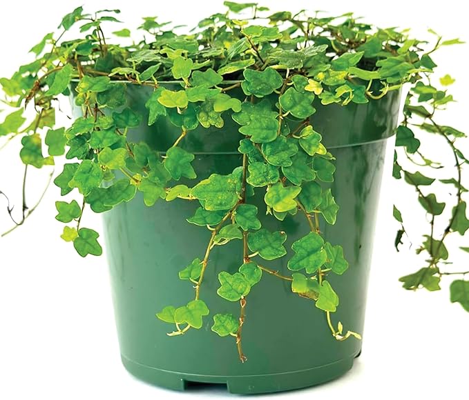 Live Plant String of Frogs 4" - Live Trailing Succulent Fully Rooted in Pot with Soil Mix - Rare House Plant for Home Office Wedding Hanging Decoration, DIY Projects, Party Favor(Heat Pack Included)