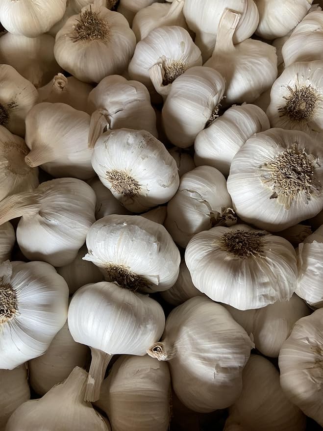 Garlic Seed Bulbs, Large Cloves, Cold Hardy, Bold Flavor (20)